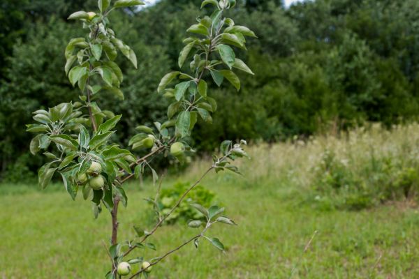 Apple Tree Planting in Buford