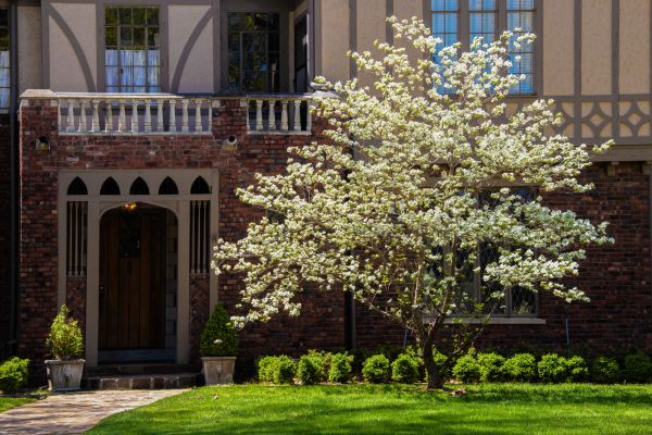 Dogwood Tree Planting in Buford